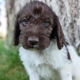 Grey- Josh - Sporty Mix puppy in Snowflake, Arizona from Az Mountain Doodles