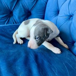 Geoffrey - White and blue male Whippet puppy in Clinton, Tennessee from Ivanhoe Borzoi