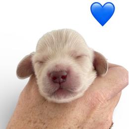 Blue collar - Cream male Dachshund puppy in High Hill, Missouri from High Hill Hounds