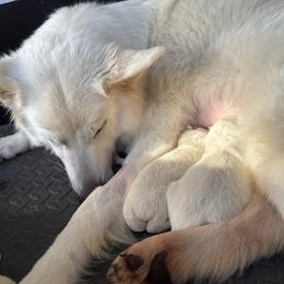 Female 3 - White female Berger Blanc Suisse puppy in Wisconsin from Andeli vjecnosti