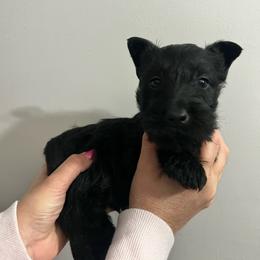 Asher - Black male Scottish Terrier puppy in Chattanooga, Tennessee from Oodles of Cuties!