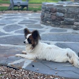 Emmie - Papillon
