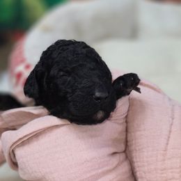 Alani Nu - Black female Poodle puppy in Springfield, Oregon from Valaurah Farms