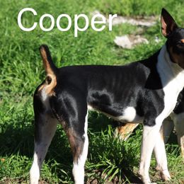 Cooper - Rat Terrier