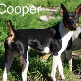 Cooper - Rat Terrier