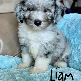 Liam - Blue merle male Aussiedoodle puppy in Winnsboro, Texas from Happy Hollow Ranch