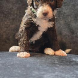 Australian Mountain Doodle Puppies from Tulsa Australian Moutain Doodles