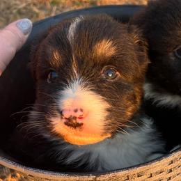 Boy 1 - Black tri-color male Australian Shepherd puppy in Welda, Kansas from McDaniel Aussies of Kansas LLC