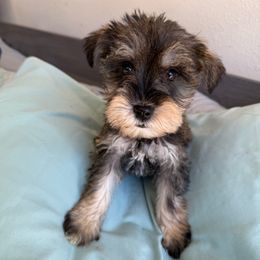 Sally - Salt and pepper female Miniature Schnauzer puppy in La Mirada, California from SchnauzersRus