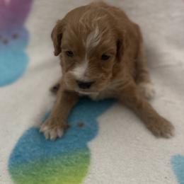 Monty - Red  male Goldendoodle puppy in Cumberland, Rhode Island from minigoldendoodlesofRI