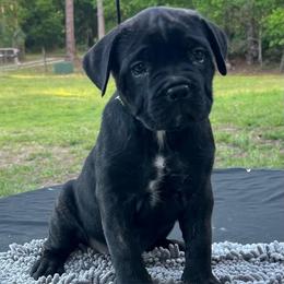Green collar - Black brindle female Cane Corso puppy in New Smyrna Beach, Florida from Gator Country Canè Corsos