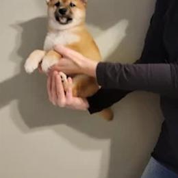 Shiba Inu Puppies from Veronika's Shiba Inus
