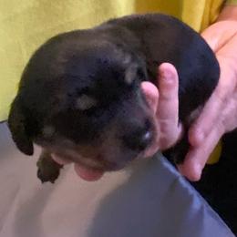 Pepe - Black and tan male Dachshund puppy in Elizabethtown, Kentucky from Teeny Tiny Puppy Tails