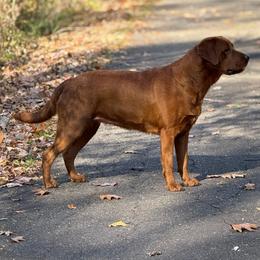 Salem - Labrador Retriever