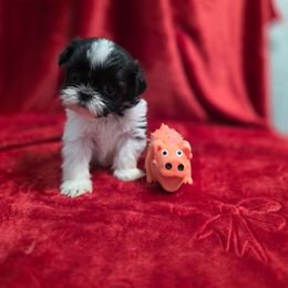 Treasure - Black and white female Shichon puppy in Ronda, North Carolina from Willow River