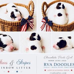 Girl Chocolate Parti - Chocolate female Goldendoodle puppy in Midlothian, Virginia from RVA DOODLES, LLC