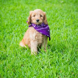 Goldendoodle Puppies from Celebrity Doodles DFW