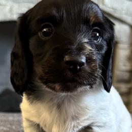 Dino - Piebald male Dachshund puppy in Weldona, Colorado from JV’s Dachshunds & Creams