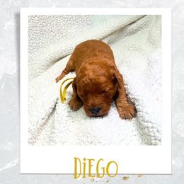 Cavapoo Puppies from PuppybuddyUSA
