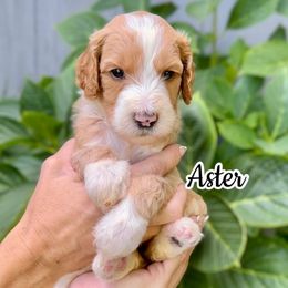Aster - Fawn and white male Sheepadoodle puppy in Cambridge, Ohio from Sweet Creek Pups