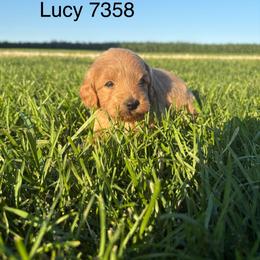 Boy 3- 7358 - Cream male Goldendoodle puppy in Wever, Iowa from JK Royal Lines