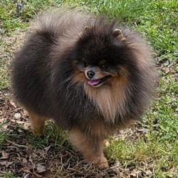 Cobalt - Pomeranian