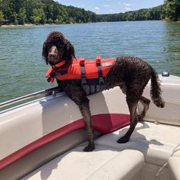 Poodle All Grown Up from Arkansas River Poodles