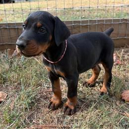 Archer - Black and rust male Doberman Pinscher puppy in Toney, Alabama from Bhon Mhuir Dobermanns
