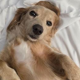 Charli Jean - Dachshund
