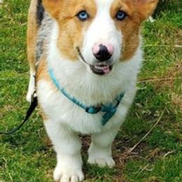 American Corgis from Blooming Blue Kennels