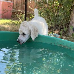 Poodle Puppies from Tyler Family Poodles