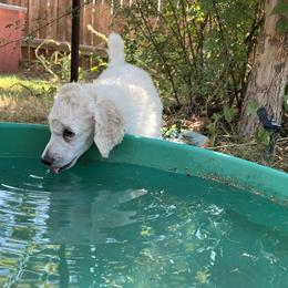 Poodle Puppies from Tyler Family Poodles