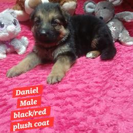 Daniel Red Collar - Black and red male German Shepherd puppy in Bedias, Texas from TiPi S Ranch's German Shepherds
