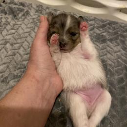 Pomeranian Puppies from Snow peak poms