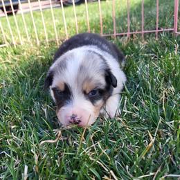 Australian Shepherd Puppies from Charmed Australian Shepherds