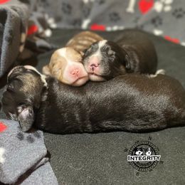 Australian Shepherd and Miniature Australian Shepherd Puppies from Integrity Aussies Tx