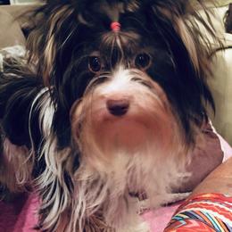 DaVinci - Biewer Terrier