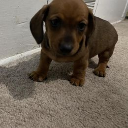 Dachshund Puppies from Cromwell Cogsworth Dachshunds of South West Michigan