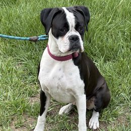 Mia - Boxer