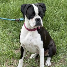 Mia - Boxer