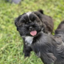 Shih Tzus from Fara Jimenez's Shih Tzus