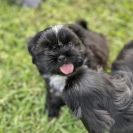 Shih Tzus from Fara Jimenez's Shih Tzus