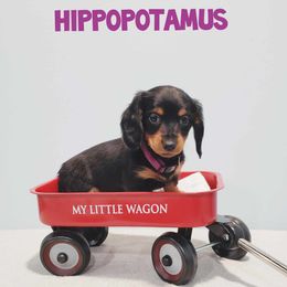 Dachshund Puppies from Dumbledore's AKC Mini Dachshunds