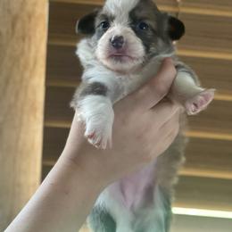 Female 3 - Blue female Pembroke Welsh Corgi puppy in Hueytown, Alabama from AAA Corgis