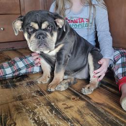 Bulldog puppies from Snapp Valley Bulldogs