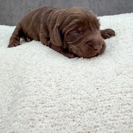 Bieber - Chocolate male Australian Labradoodle puppy in Denton, Texas from Liberty Hill Labradoodles