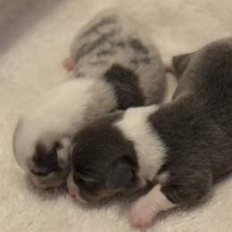 American Corgi and Pembroke Welsh Corgi Puppies from Red White & Bluie Corgi