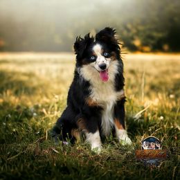 Ruger - Toy Australian Shepherd
