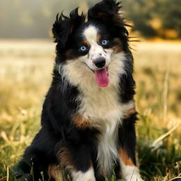 Ruger - Toy Australian Shepherd