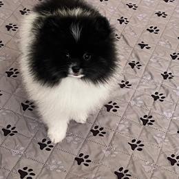 Girl 2 - Black and tan parti female Pomeranian puppy in Newalla, Oklahoma from Classy Poms